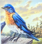 Bluebird