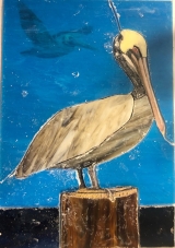 Pelican